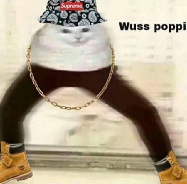 A silly looking cat wearing Supreme bucket hat, chain, and Timbs